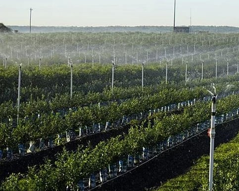 Kiwifruit Irrigation New Zealand 