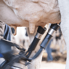 Milking Clusters Bay of Plenty