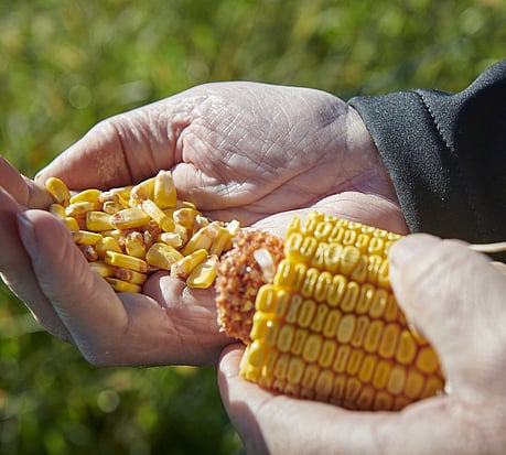 HSR Spartacus (201CRM)