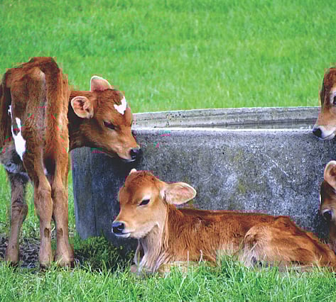 Nutrinza calves by trough
