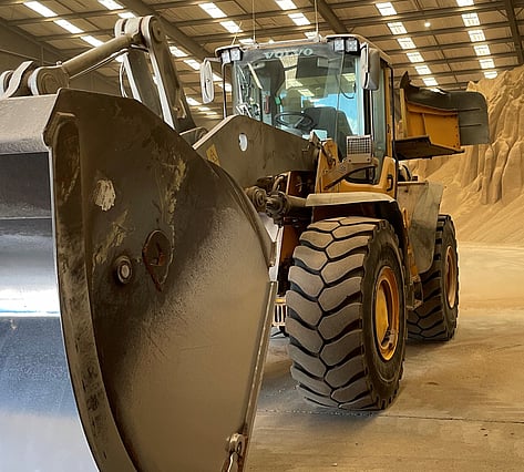 Nutrinza cows in paddock