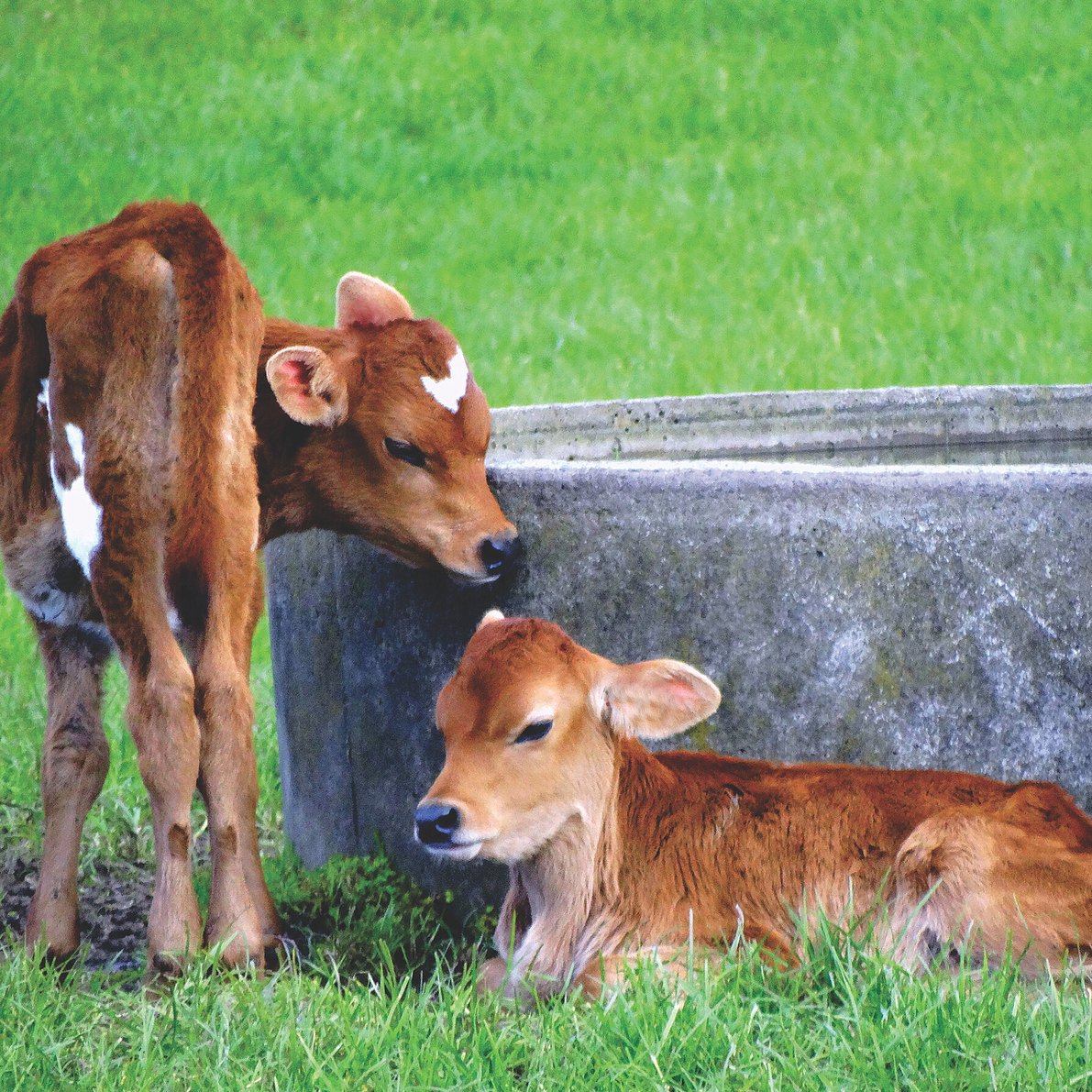 Nutrinza calfs by a trough