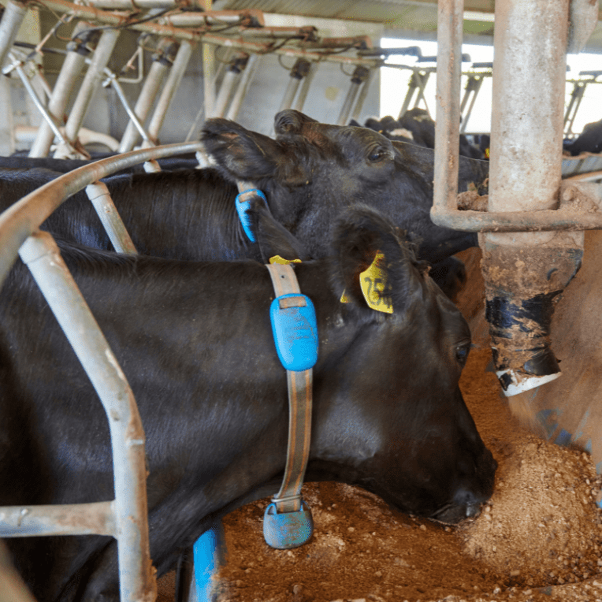 Cows feeding from Nutrinza mineral options