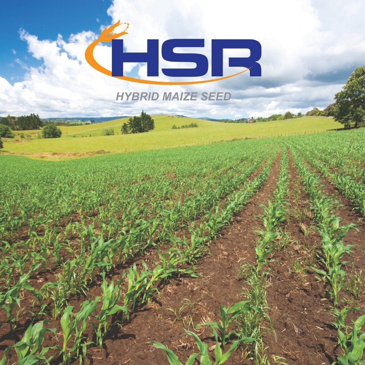 Maize growing in a paddock