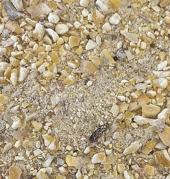 Nutrinza kibbled maize energy feeds