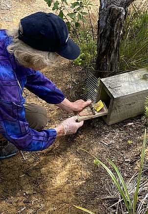Rings Beach Wetland Group Volunteer Jill Goodall kneeling on the ground and placing a re-set rat trap into its box