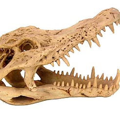 Crocodile Skull Aquatic Ornament