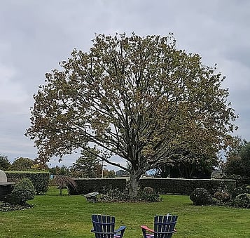 Allow more sunlight into lawns, gardens, driveways, and outdoor living spaces.