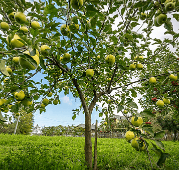 Thinning helps air move more freely through the tree, creating a healthier environment around it.