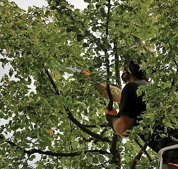 Remove crowded internal growth to create a healthier, more balanced tree structure.