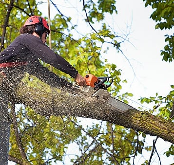 Maintain the character of mature trees while giving them a lighter, cleaner, more refined look.