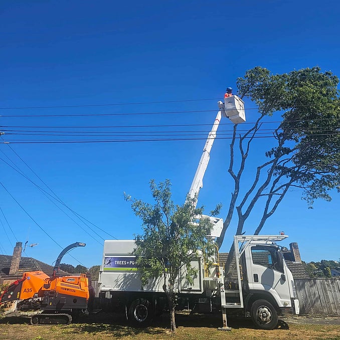 Formative Pruning a fruit tree in the correct season by Trigger Trees in Hamilton