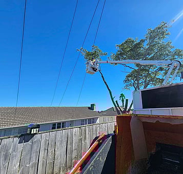 Address tree growth early before it becomes a bigger problem or requires urgent work.