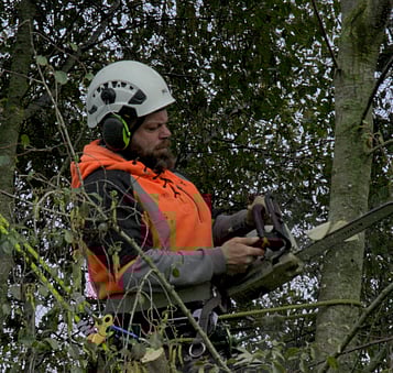 Clearance pruning can be carried out carefully to manage risk while retaining the tree.