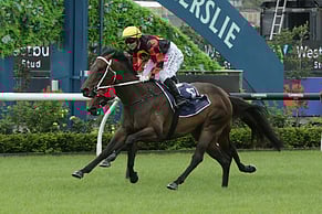 Provence to be offered at Inglis Chairman&rsquo;s Sale