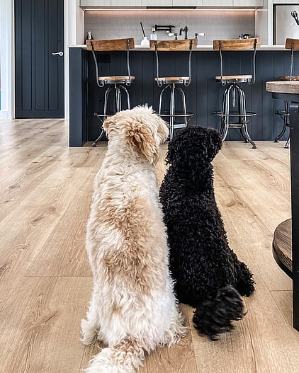 Family dogs in kitchen area