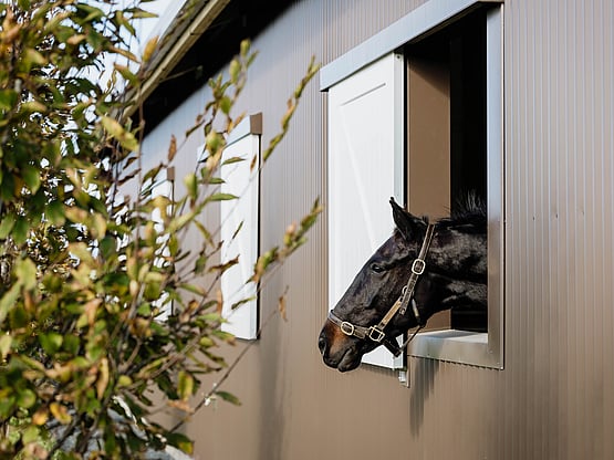 NRS Luna Corona relaxes in his stable