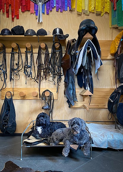 Two dogs rest in the tack room