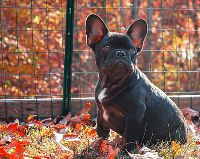 Wellington Temporary Fence Hire & Sales. Price & Service Guarantee. Commercial + Residential + Special Event Fencing Solutions. Swimming Pool + Dog run temporary or semi-permanent fencing.
