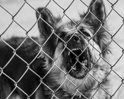 Wellington Temporary Fence Hire & Sales. Price & Service Guarantee. Commercial + Residential + Special Event Fencing Solutions. Swimming Pool + Dog run temporary or semi-permanent fencing.