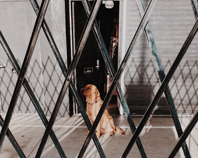 Wellington Temporary Fence Hire & Sales. Price & Service Guarantee. Commercial + Residential + Special Event Fencing Solutions. Swimming Pool + Dog run temporary or semi-permanent fencing.