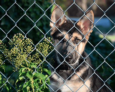 Wellington Temporary Fence Hire & Sales. Price & Service Guarantee. Commercial + Residential + Special Event Fencing Solutions. Swimming Pool + Dog run temporary or semi-permanent fencing.
