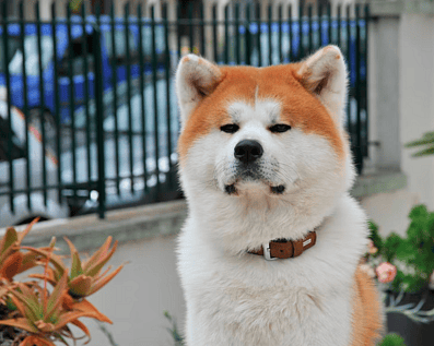 Wellington Temporary Fence Hire & Sales. Price & Service Guarantee. Commercial + Residential + Special Event Fencing Solutions. Swimming Pool + Dog run temporary or semi-permanent fencing.