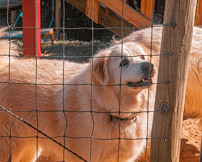Wellington Temporary Fence Hire & Sales. Price & Service Guarantee. Commercial + Residential + Special Event Fencing Solutions. Swimming Pool + Dog run temporary or semi-permanent fencing.
