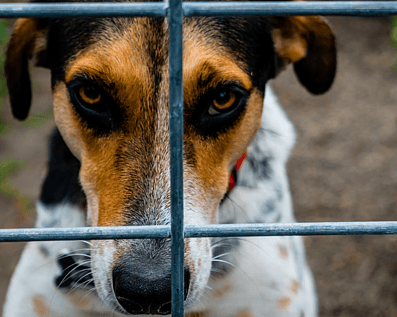 Wellington Temporary Fence Hire & Sales. Price & Service Guarantee. Commercial + Residential + Special Event Fencing Solutions. Swimming Pool + Dog run temporary or semi-permanent fencing.