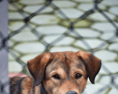 Wellington Temporary Fence Hire & Sales. Price & Service Guarantee. Commercial + Residential + Special Event Fencing Solutions. Swimming Pool + Dog run temporary or semi-permanent fencing.