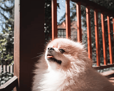 Wellington Temporary Fence Hire & Sales. Price & Service Guarantee. Commercial + Residential + Special Event Fencing Solutions. Swimming Pool + Dog run temporary or semi-permanent fencing.