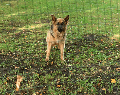 Wellington Temporary Fence Hire & Sales. Price & Service Guarantee. Commercial + Residential + Special Event Fencing Solutions. Swimming Pool + Dog run temporary or semi-permanent fencing.