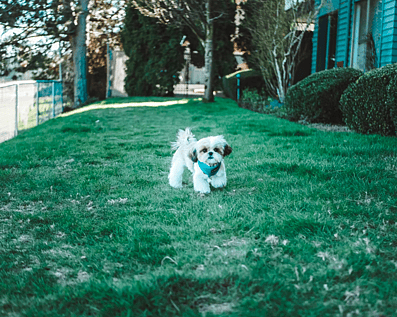 Wellington Temporary Fence Hire & Sales. Price & Service Guarantee. Commercial + Residential + Special Event Fencing Solutions. Swimming Pool + Dog run temporary or semi-permanent fencing.