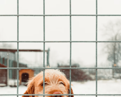 Wellington Temporary Fence Hire & Sales. Price & Service Guarantee.  Commercial + Residential + Special Event Fencing Solutions.  Swimming Pool + Dog run temporary or semi-permanent fencing.