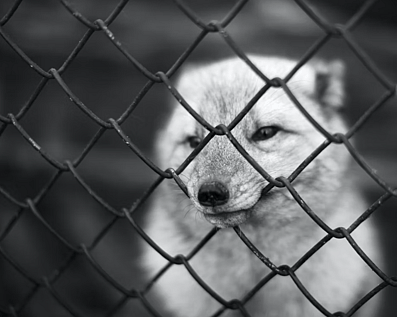 Wellington Temporary Fence Hire & Sales. Price & Service Guarantee.  Commercial + Residential + Special Event Fencing Solutions.  Swimming Pool + Dog run temporary or semi-permanent fencing.