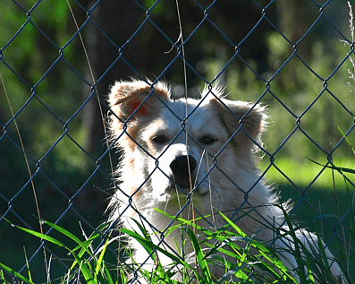 Wellington Temporary Fence Hire & Sales. Price & Service Guarantee.  Commercial + Residential + Special Event Fencing Solutions.  Swimming Pool + Dog run temporary or semi-permanent fencing.