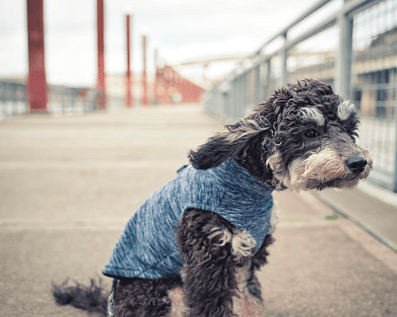 Wellington Temporary Fence Hire & Sales. Price & Service Guarantee.  Commercial + Residential + Special Event Fencing Solutions.  Swimming Pool + Dog run temporary or semi-permanent fencing.