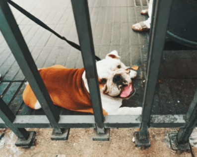 Wellington Temporary Fence Hire & Sales. Price & Service Guarantee.  Commercial + Residential + Special Event Fencing Solutions.  Swimming Pool + Dog run temporary or semi-permanent fencing.