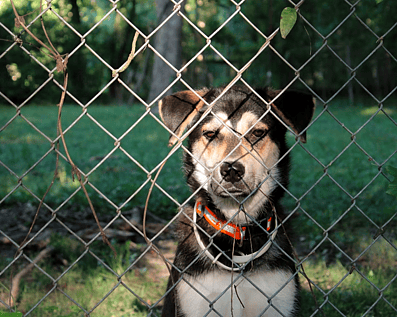 Wellington Temporary Fence Hire & Sales. Price & Service Guarantee.  Commercial + Residential + Special Event Fencing Solutions.  Swimming Pool + Dog run temporary or semi-permanent fencing.