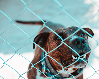 Wellington Temporary Fence Hire & Sales. Price & Service Guarantee.  Commercial + Residential + Special Event Fencing Solutions.  Swimming Pool + Dog run temporary or semi-permanent fencing.