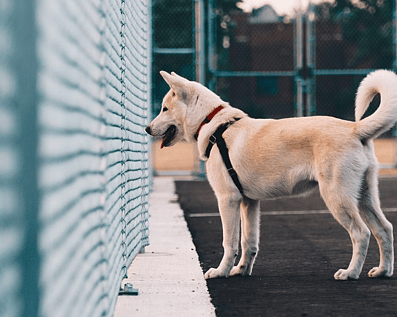 Wellington Temporary Fence Hire & Sales. Price & Service Guarantee.  Commercial + Residential + Special Event Fencing Solutions.  Swimming Pool + Dog run temporary or semi-permanent fencing.