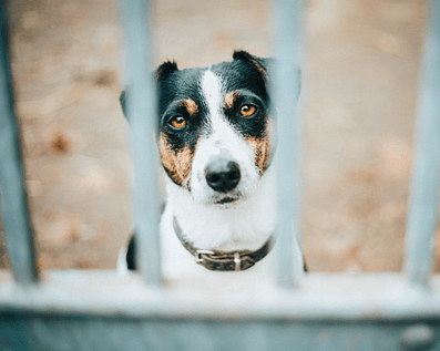 Wellington Temporary Fence Hire & Sales. Price & Service Guarantee.  Commercial + Residential + Special Event Fencing Solutions.  Swimming Pool + Dog run temporary or semi-permanent fencing.