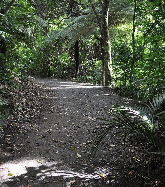 A rising path through forest trees dapplied with sunlight in Wellington, New Zealand