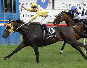 Kiwi Chronicles -Nowhere else to go