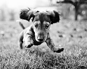 Dr Sarah Clarke-Royfee