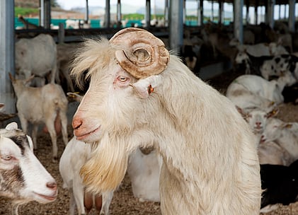 Rural Farm Buildings