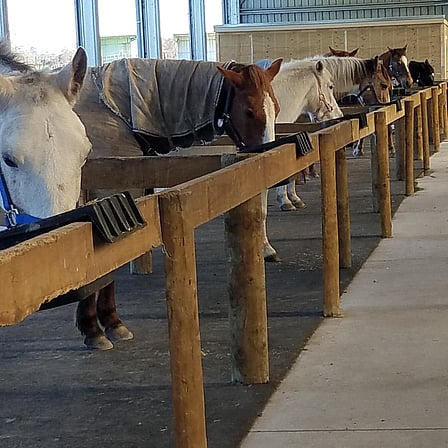 Become a member of the Linda Jones Riding for Disabled Cambridge Foundation