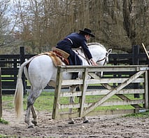 Lusitano Stallion