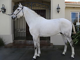 Lusitano Stallion
