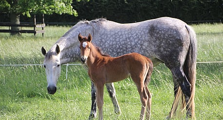 Bahama with foal